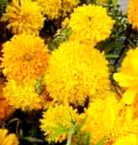 Flores de Cempazuchitl