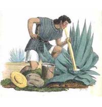 Maguey y extracción del aguamiel