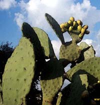 Nopal con tunas